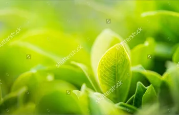 Тапет с естествения пейзаж на поръчка, Пресни зелени листа, фотообои за хол, спалня, трапезария, тапети тапети за стени